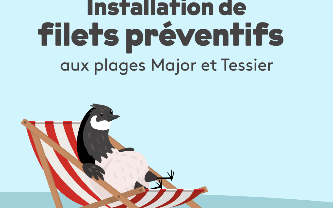Installation de filets préventifs aux plages Major et Tessier