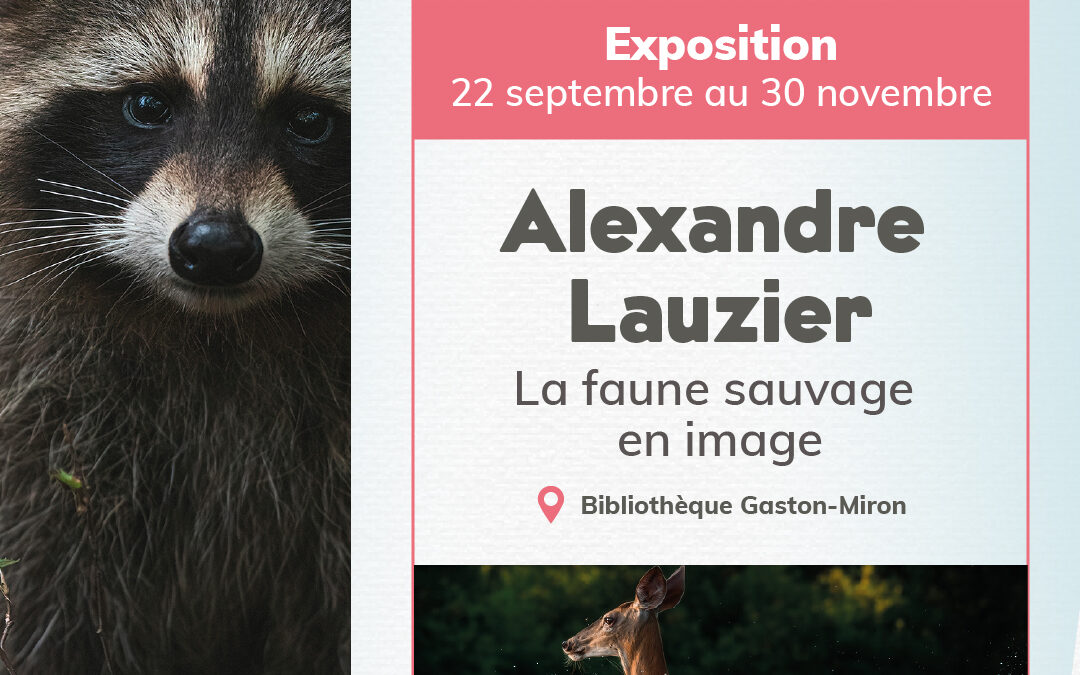 Exposition à la bibliothèque – Alexandre Lauzier: La faune sauvage en image