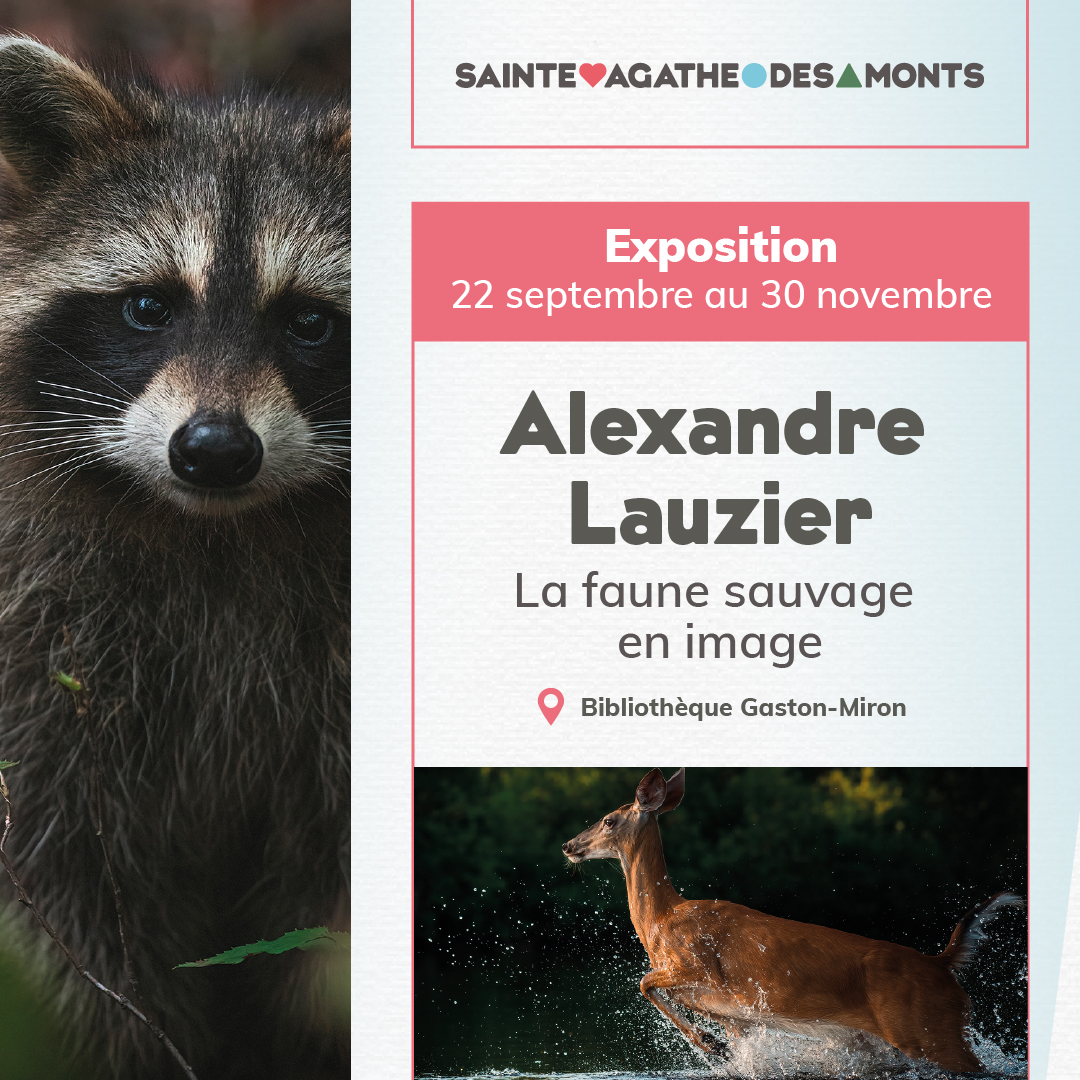 Exposition à la bibliothèque – Alexandre Lauzier: La faune sauvage en image