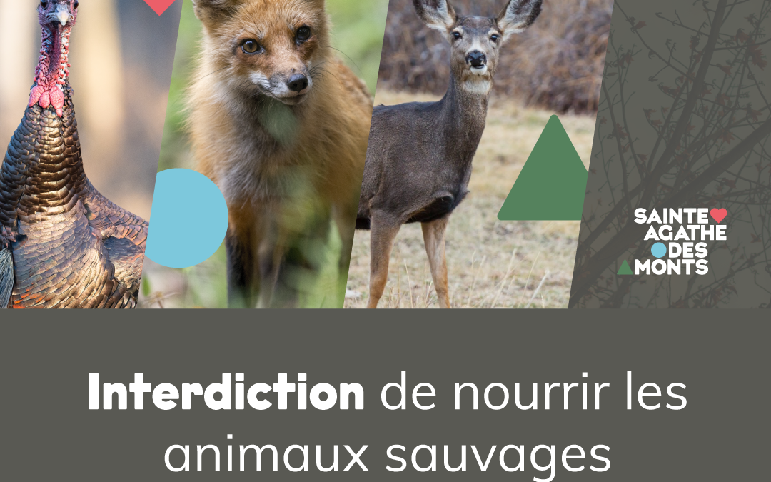 Rappel de l’interdiction de nourrir la faune sauvage