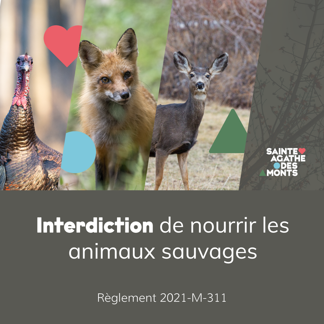 Rappel de l’interdiction de nourrir la faune sauvage