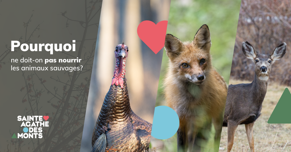 FB_Sensibilisation_AnimauxSauvages_Rappel